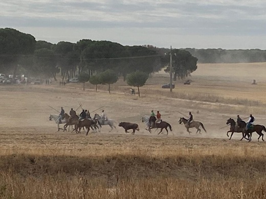 Quinto encierro tradicional de Medina del Campo // Fuente: La Voz